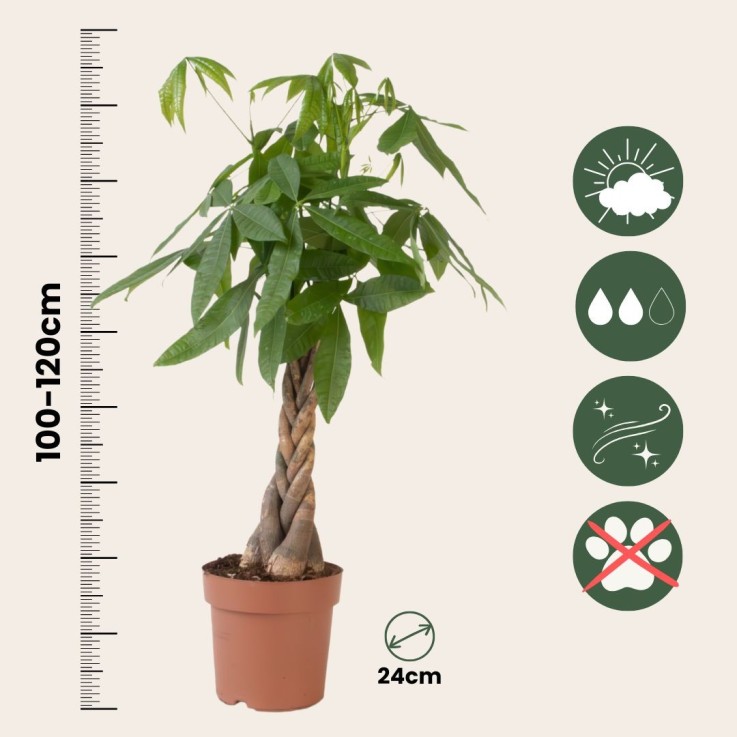 Arbre à argent - Pachira aquatica - Hauteur 100-120cm - ⌀24cm