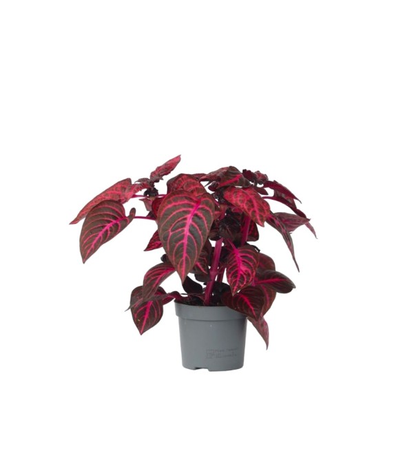 Feuille de sang - Iresine...