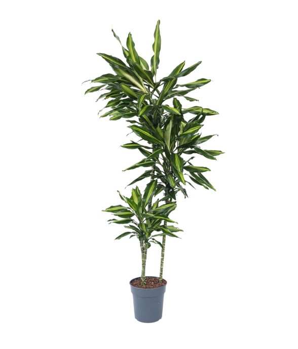 Dragonnier - Dracaena...