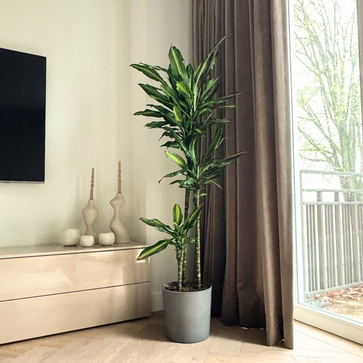 Dragonnier - Dracaena fragrans 'Cintho' - Hauteur 140-150cm - ⌀24cm