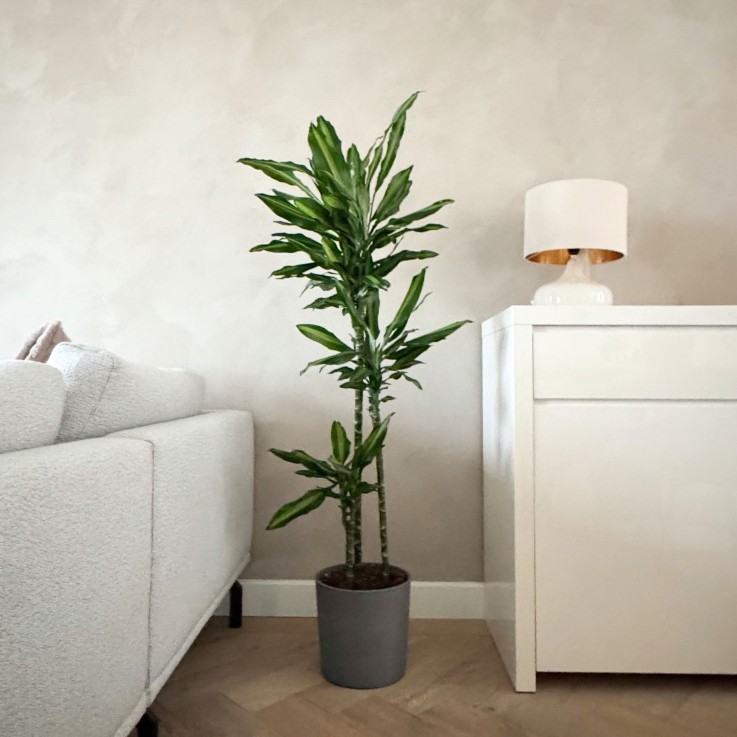 Dragonnier - Dracaena fragrans 'Cintho' - Hauteur 140-150cm - ⌀24cm