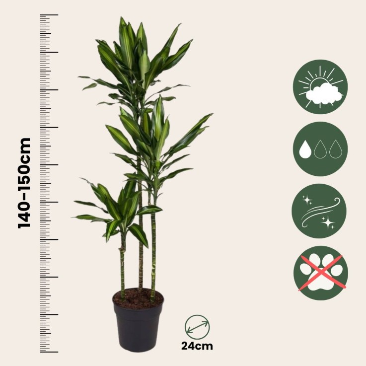 Dragonnier - Dracaena fragrans 'Cintho' - Hauteur 140-150cm - ⌀24cm