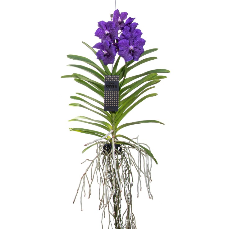 Orchidée - Vanda 'Blue' - Hauteur 55-65cm
