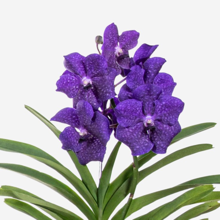 Orchidée - Vanda 'Blue' - Hauteur 55-65cm