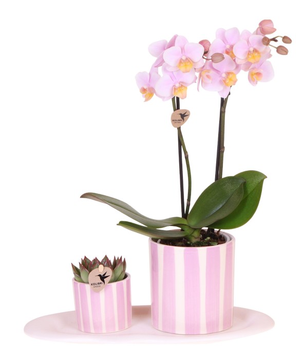 Coffret cadeau orchidée...