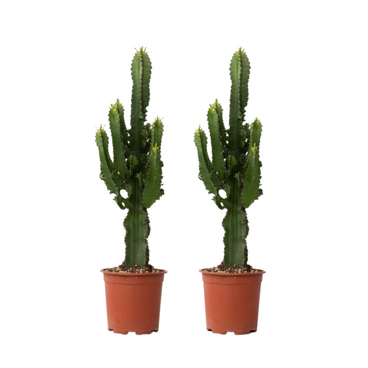 Euphorbe ingens - Set de 2 - Euphorbia ingens - Hauteur 50-60cm - ⌀17cm