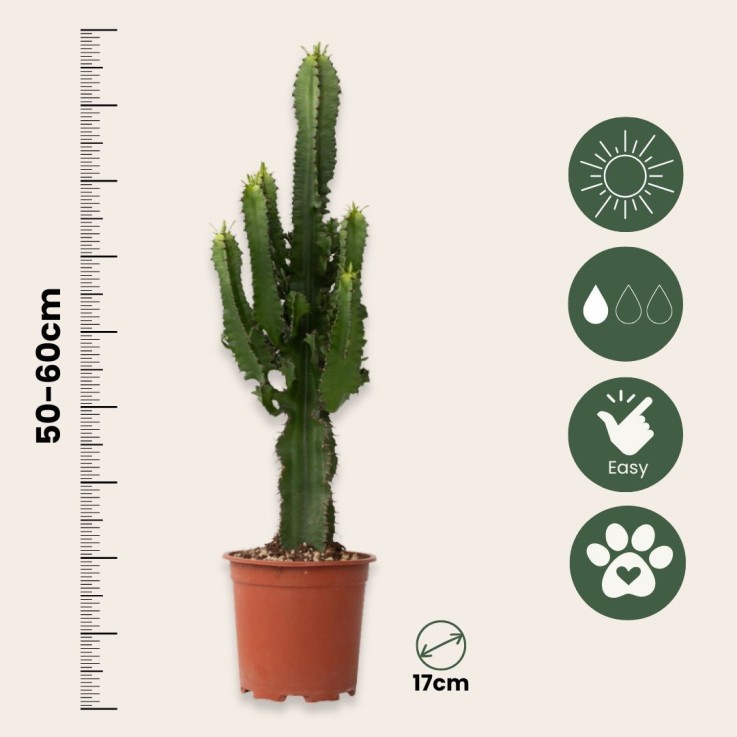 Euphorbe ingens - Set de 2 - Euphorbia ingens - Hauteur 50-60cm - ⌀17cm