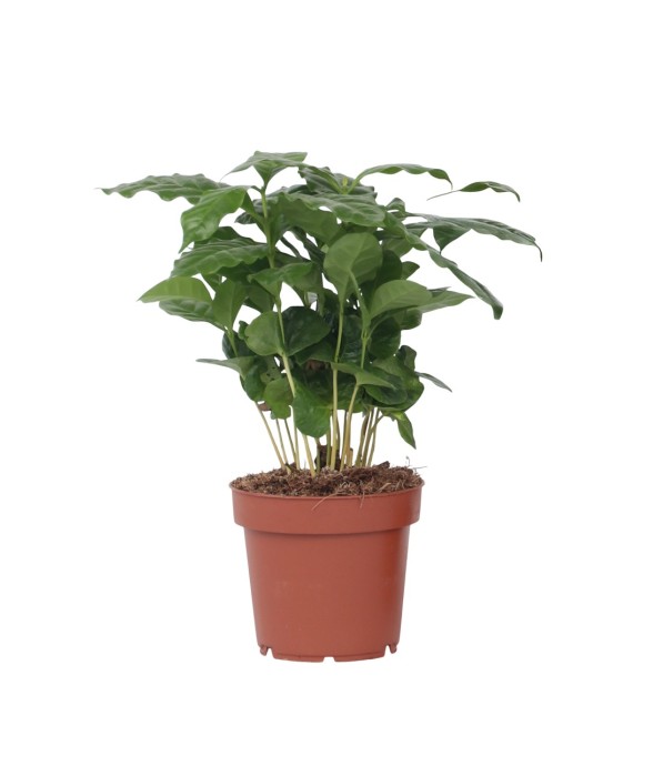 Caféier - Coffea arabica -...