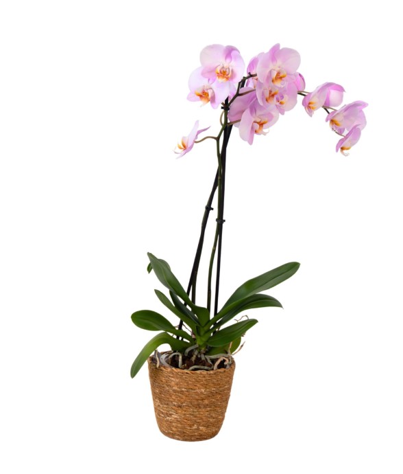 Orchidée papillon -...