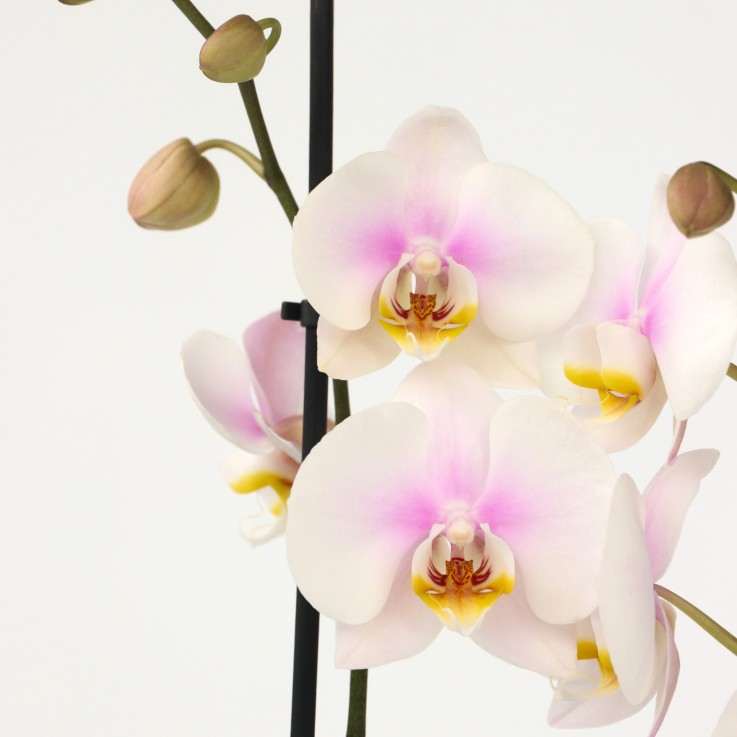Orchidée papillon - Phalaenopsis - Hauteur 50-60cm - ⌀12cm