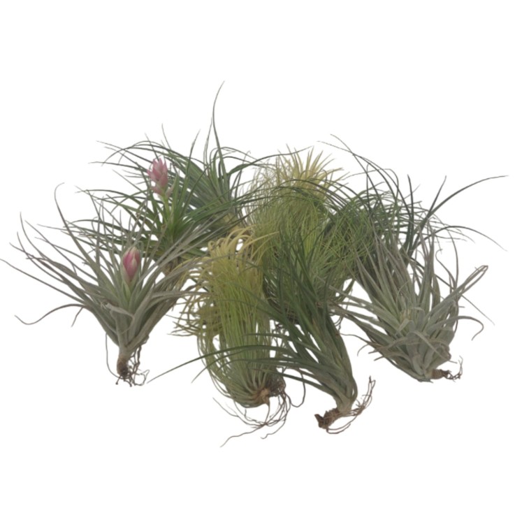 Plante aérienne - Set de 12 - Tillandsia - Hauteur 5-15cm - ⌀5cm