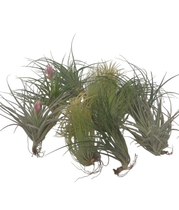 Plante aérienne - Set de 12...