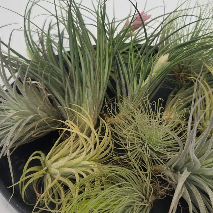 Plante aérienne - Set de 12 - Tillandsia - Hauteur 5-15cm - ⌀5cm