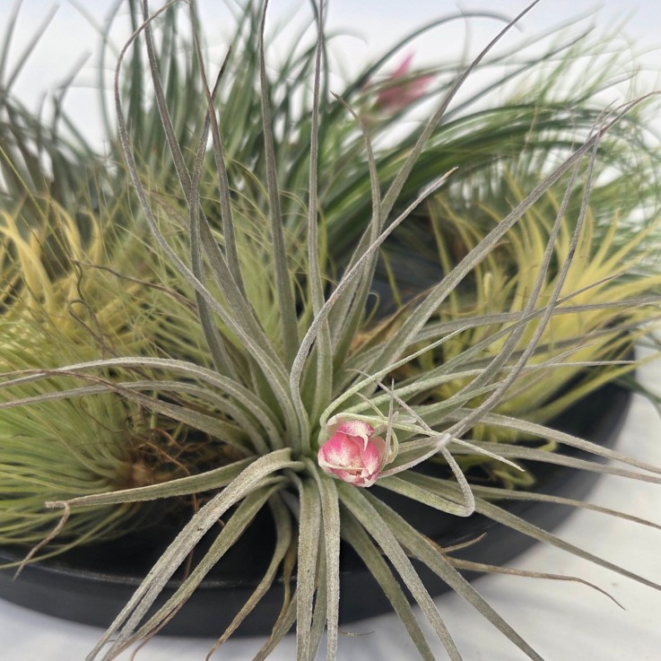 Plante aérienne - Set de 12 - Tillandsia - Hauteur 5-15cm - ⌀5cm