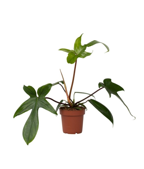 Plante verte - Philodendron...