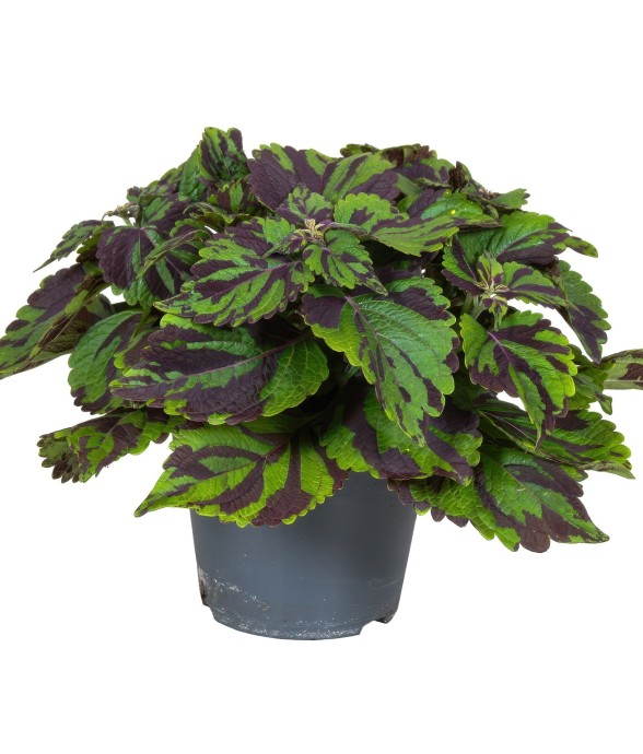 Coléus - Coleus Tiger -...