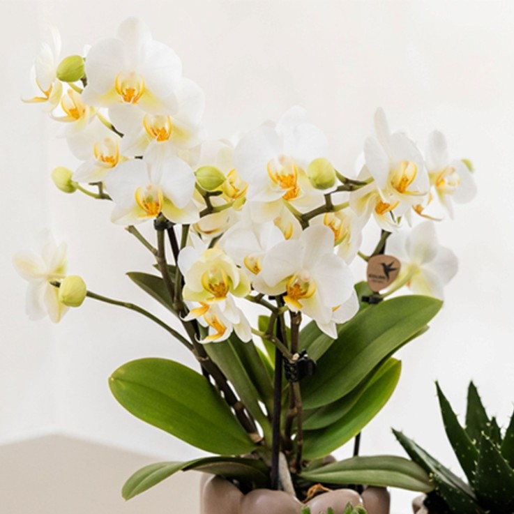 Coffret cadeau orchidée 'White Tray XL' - Phalaenopsis - Hauteur 35cm