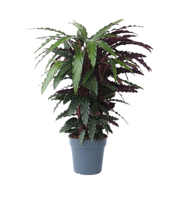 Calathée - Calathea...