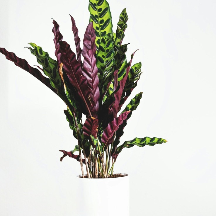 Calathée - Calathea 'Wavestar' - Hauteur 90cm - ⌀27cm