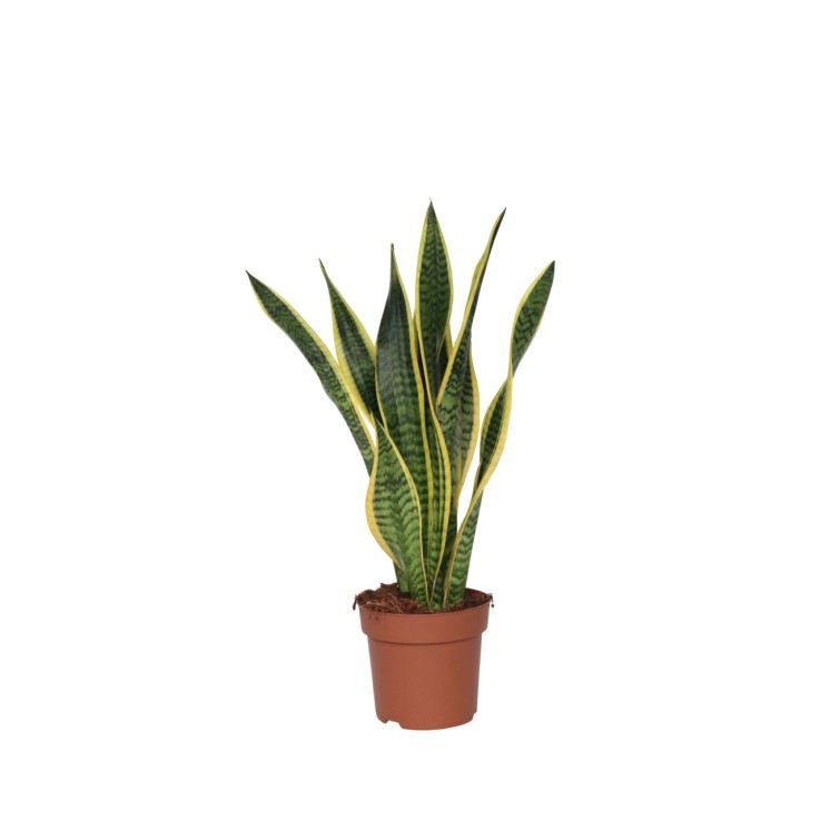 Langue de belle-mère - Sansevieria trifasciata Laurentii - H60-70cm - ⌀17cm