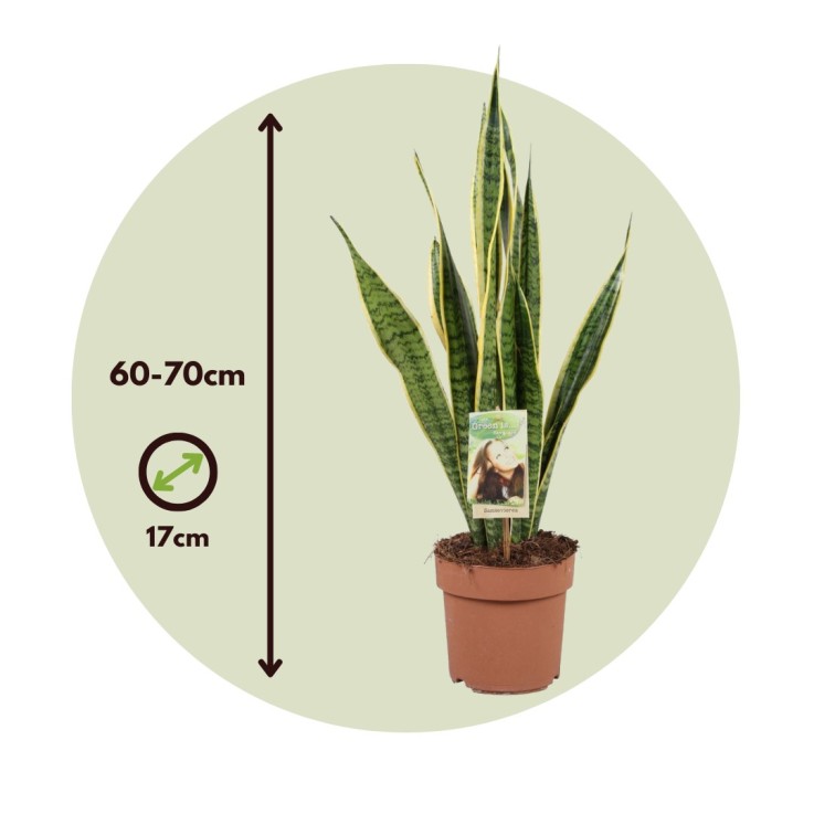 Langue de belle-mère - Sansevieria trifasciata Laurentii - H60-70cm - ⌀17cm