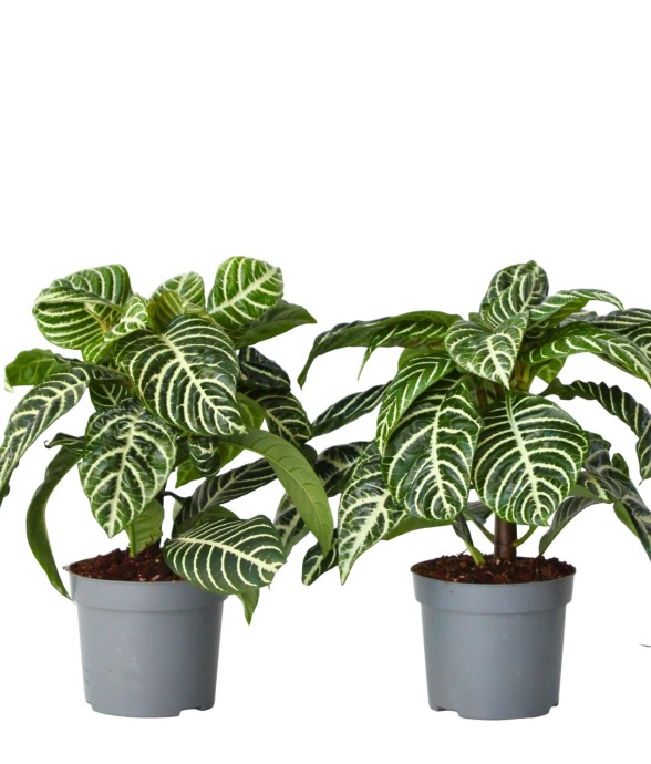 Plante à feuilles panachées...