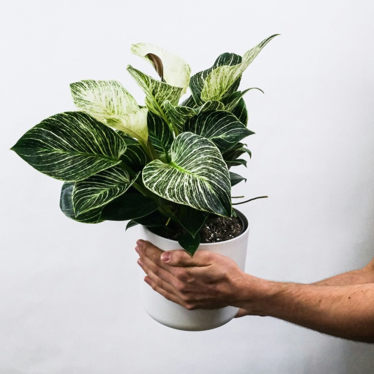 Plante à feuilles panachées - Set de 2 - Aphelandra botanica - H25-45cm - ⌀13cm