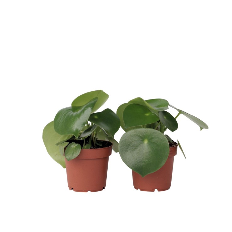 Pépéromie - Set de 2 - Peperomia polybotrya - Hauteur 20-30cm - ⌀12cm