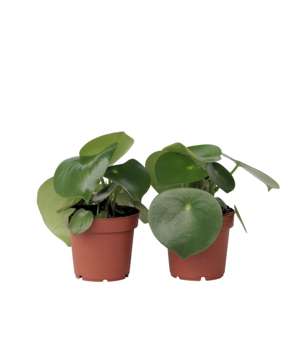 Pépéromie - Set de 2 -...