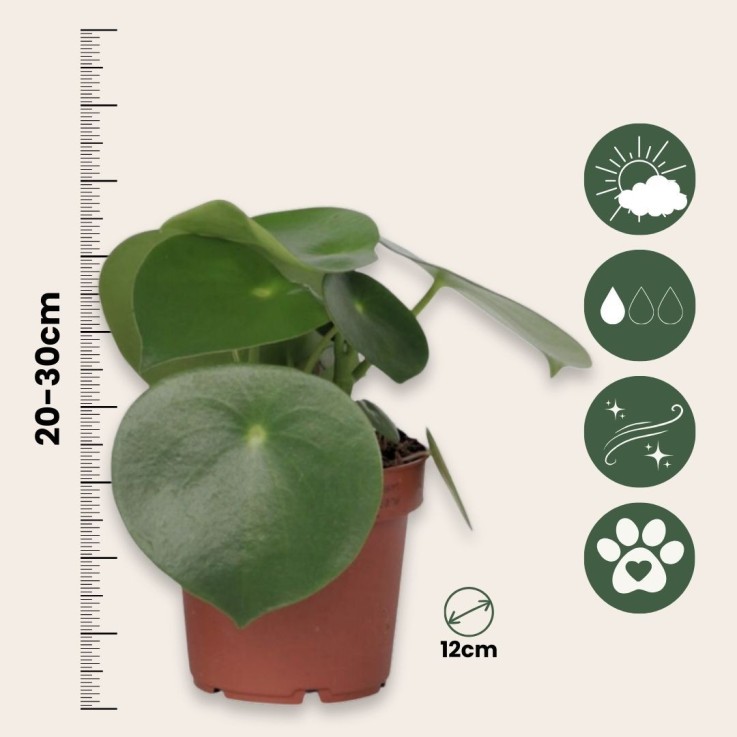 Pépéromie - Set de 2 - Peperomia polybotrya - Hauteur 20-30cm - ⌀12cm