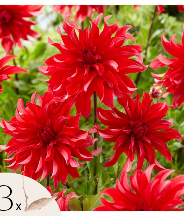 Dahlias - Set de 3 - Dahlia...