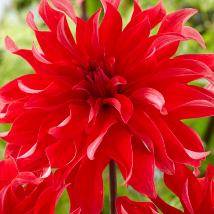 Dahlias - Set de 3 - Dahlia 'Labyrinth Red' - Bulbes à fleurs - Rouge