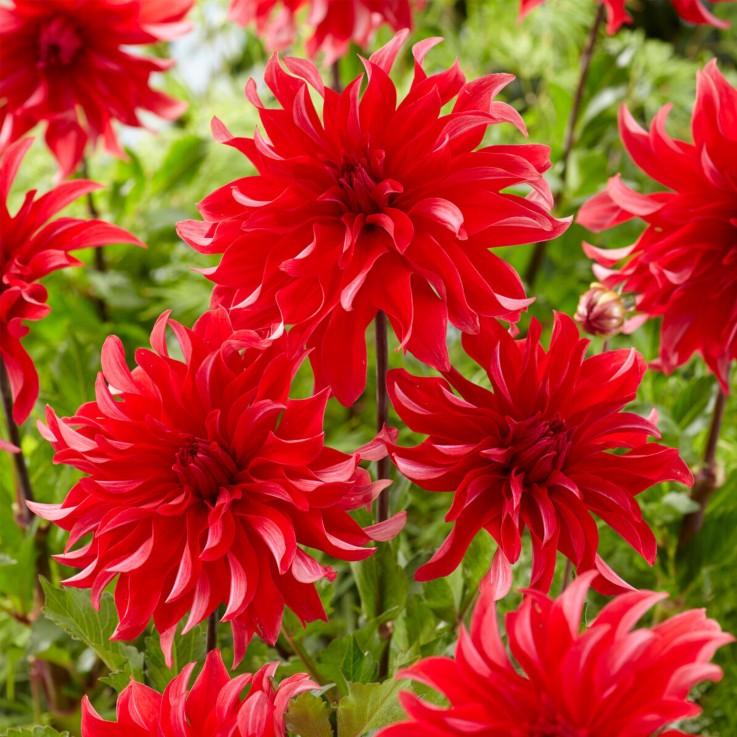Dahlias - Set de 3 - Dahlia 'Labyrinth Red' - Bulbes à fleurs - Rouge