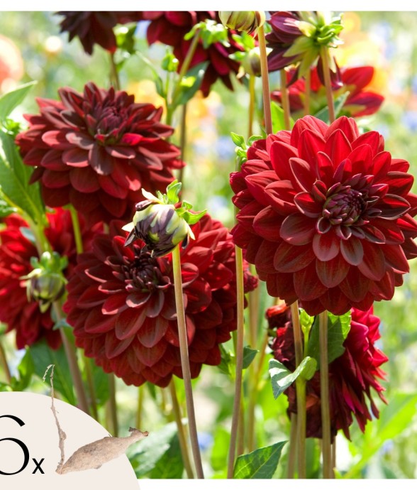 Dahlias - Set de 6 - Dahlia...