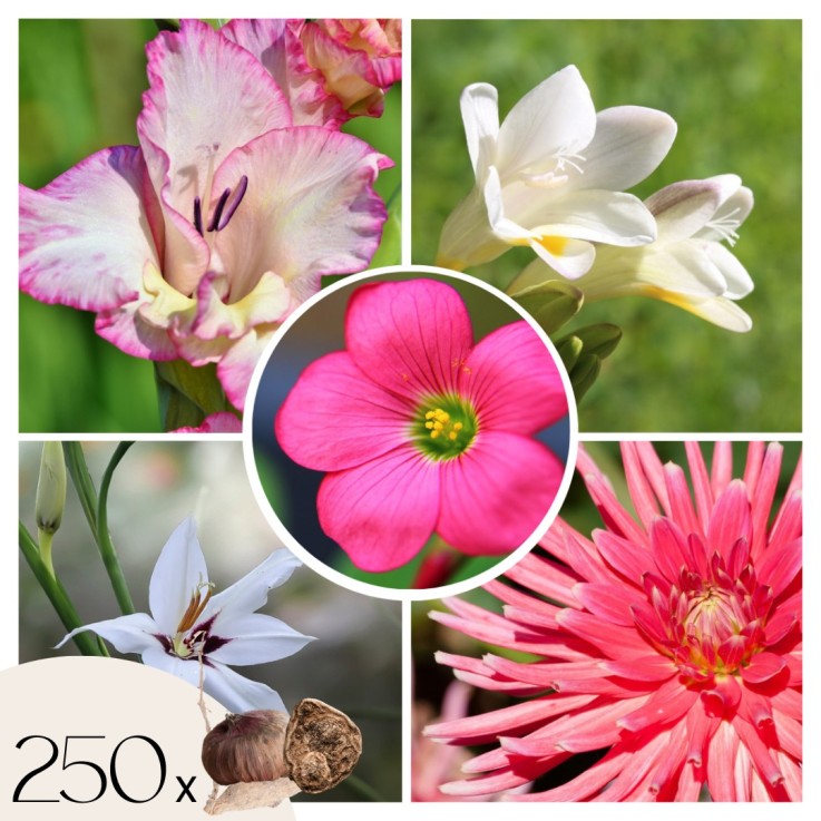Mélange de bulbes pour le jardin - Set de 250 - Dahlia Gladiolus Freesia Oxalis
