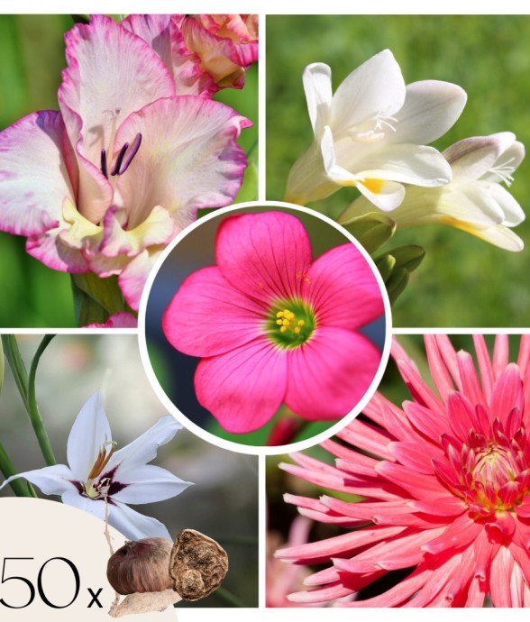 Mélange de bulbes pour le...