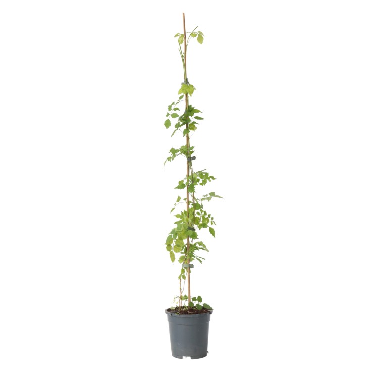 Bignone à trompettes - Campsis radicans - Hauteur 110-120cm - ⌀17cm