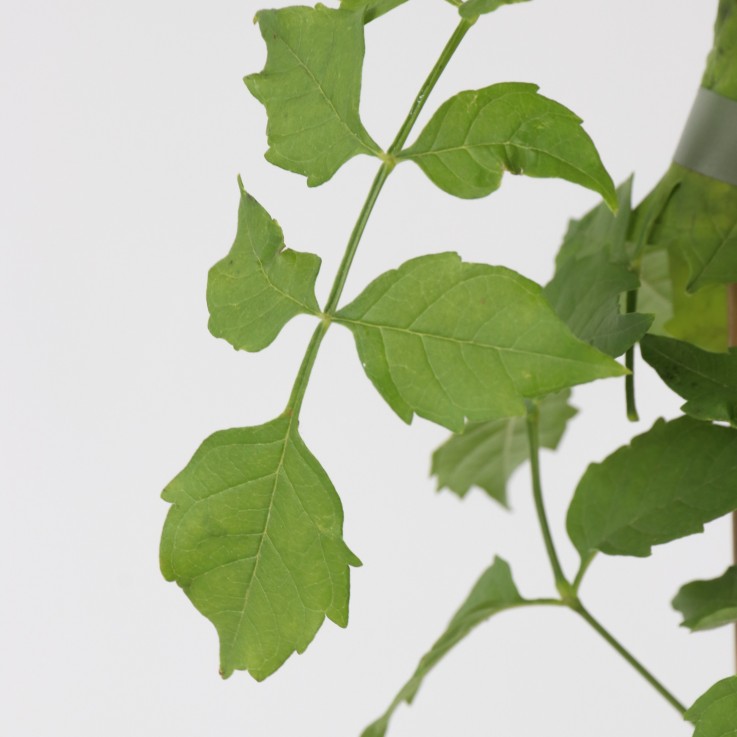 Bignone à trompettes - Campsis radicans - Hauteur 110-120cm - ⌀17cm