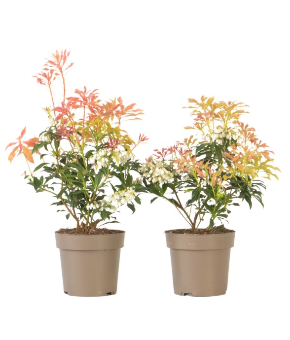 Andromède du Japon - Set de...