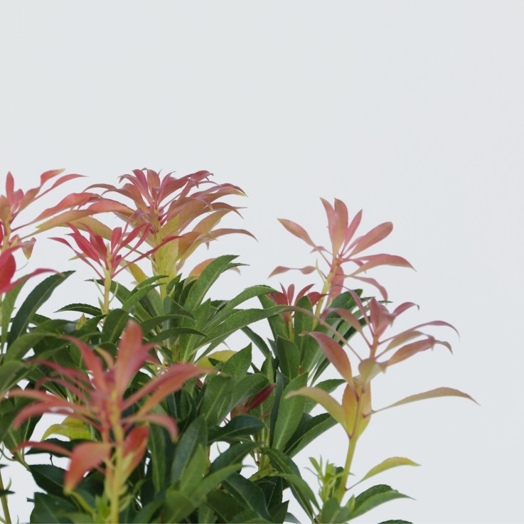 Andromède du Japon - Set de 2 - Pieris 'Forest Flame' - Hauteur 25-40cm - ⌀17cm