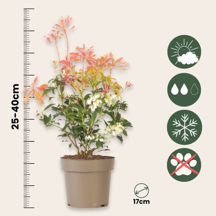 Andromède du Japon - Set de 2 - Pieris 'Forest Flame' - Hauteur 25-40cm - ⌀17cm