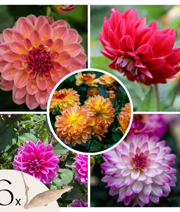 Dahlias - Set de 6 - Dahlia...
