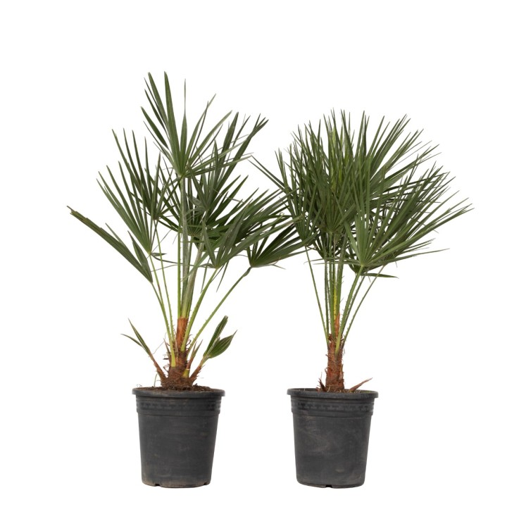 Palmier nain - Set de 2 - Chamaerops humilis - Hauteur 70-80cm - ⌀21cm
