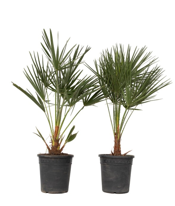 Palmier nain - Set de 2 -...