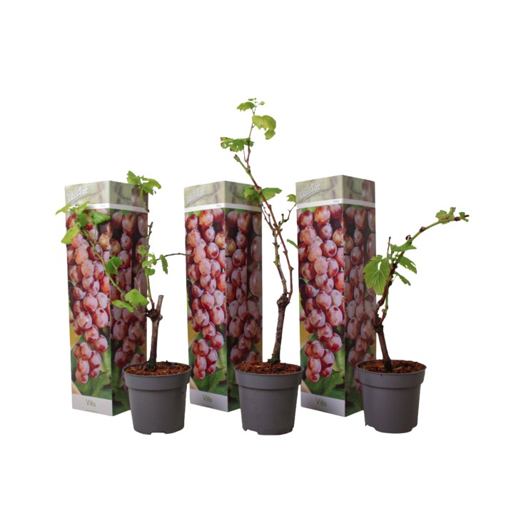 Vigne à raisin - Set de 3 - Vitis vinifera 'Pinot Gris' - Hauteur 25-40cm - ⌀9cm