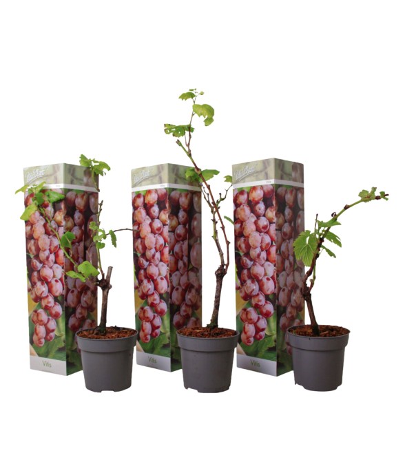 Vigne à raisin - Set de 3 -...