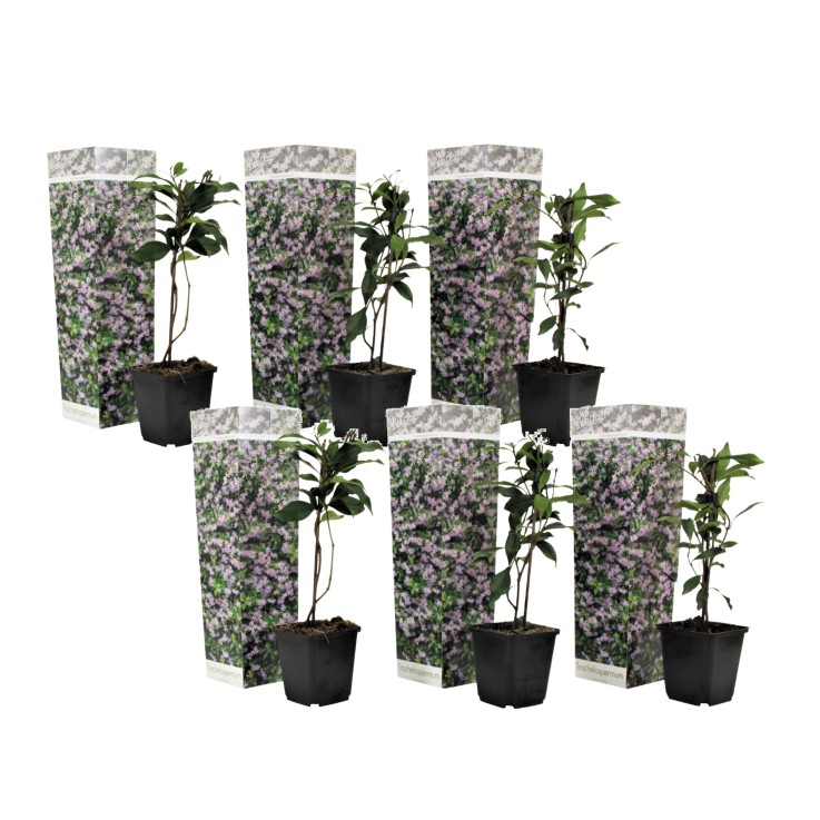 Jasmin étoilé - Set de 6 - Trachelospermum jasminoides - Hauteur 25-40cm - ⌀9cm