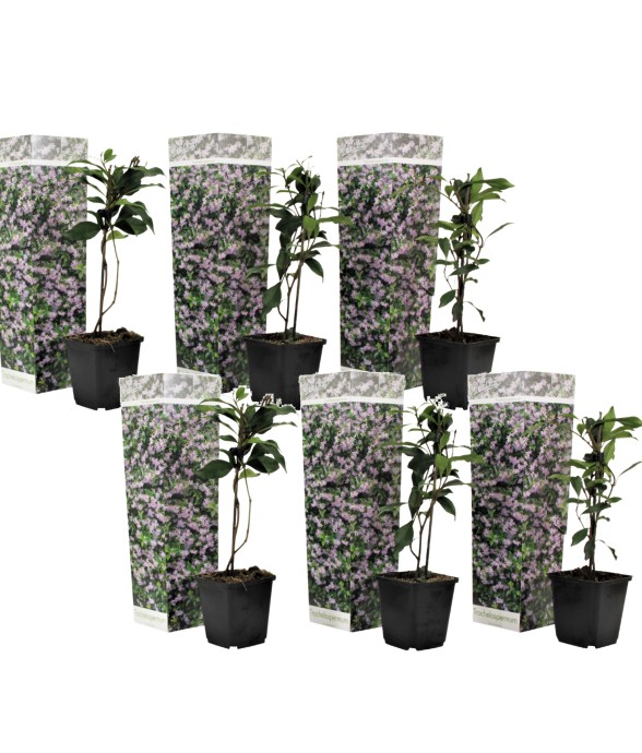 Jasmin étoilé - Set de 6 -...