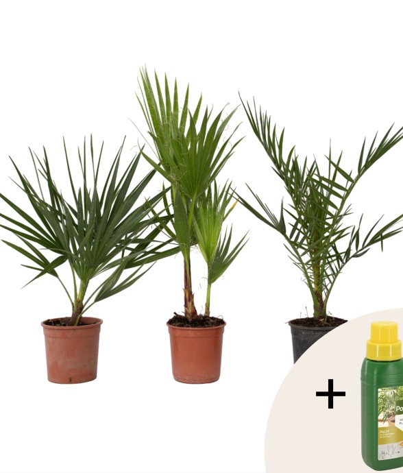 Mélange de palmiers...