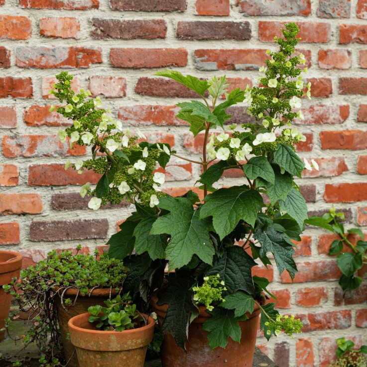 Hortensia - Set de 2 - Hydrangea 'Toy Soldier' - Hauteur 25-40cm - ⌀19cm